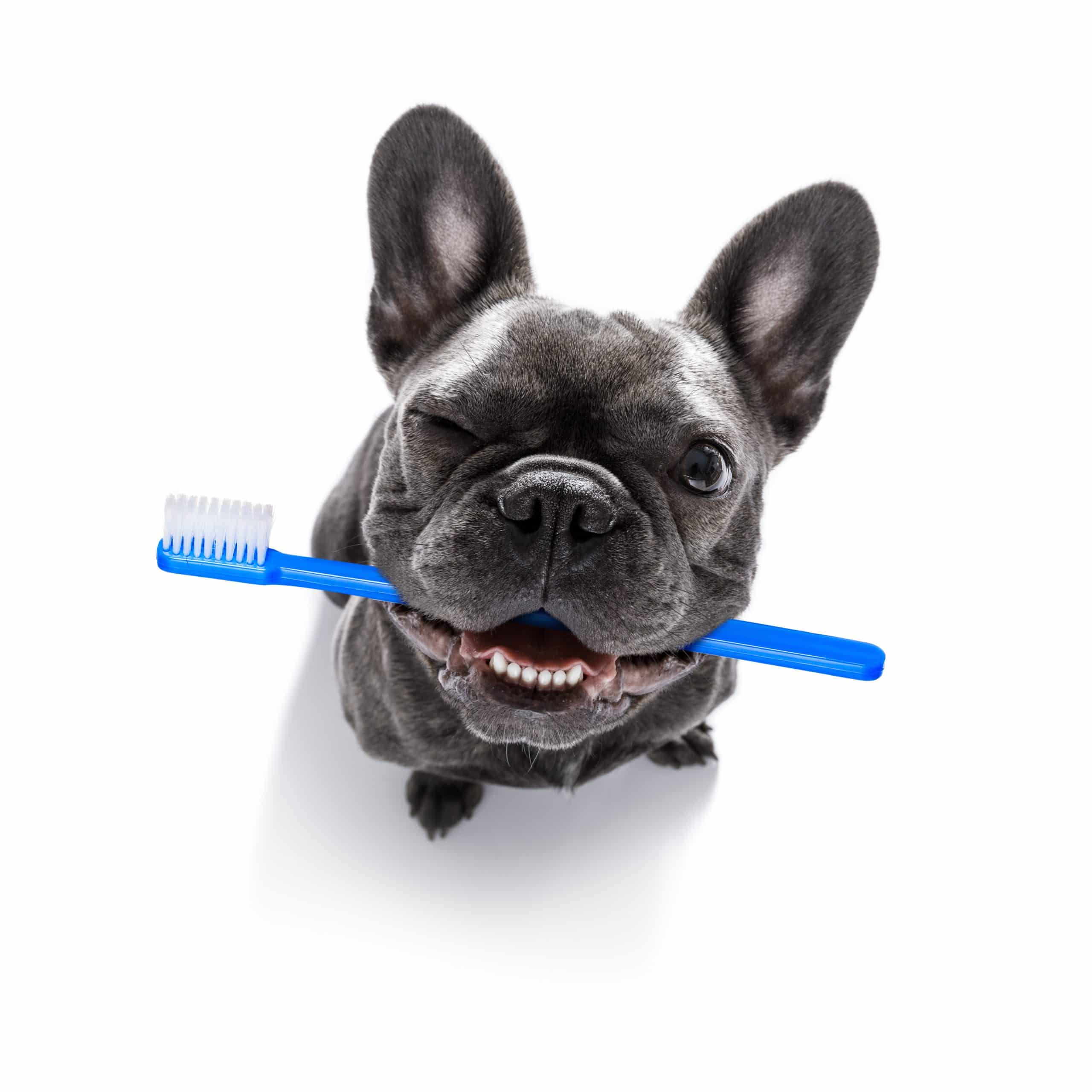 Low-Cost Pet Dental Cleaning: Affordable Care for Your Furry Friend