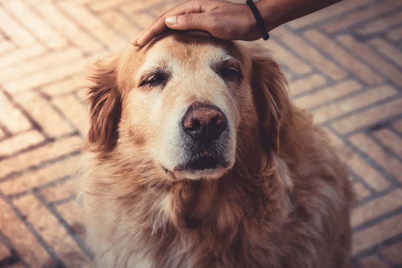 Best Urgent Care Pet Clinics in Warner Robins, GA: Immediate Care for Your Furry Friend