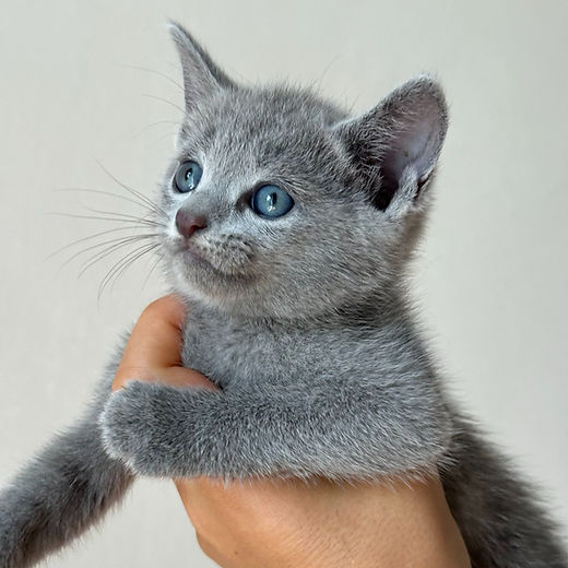 Russian Blue Kittens for Sale – Beautiful Silver Fur, Purebred and Well-Socialized