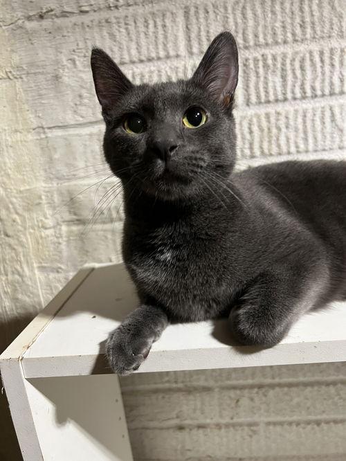 Looking for a Russian Blue Cat in Rochester, NY? Adopt Today!