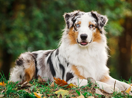 Everything You Need to Know About the Australian Shepherd Corgi Mix