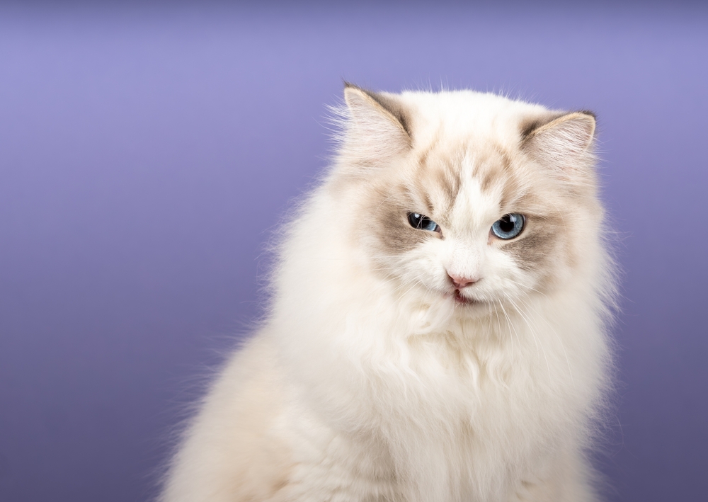 Lynx Point Ragdoll Cats: Gradient White Fur and Colorful Points