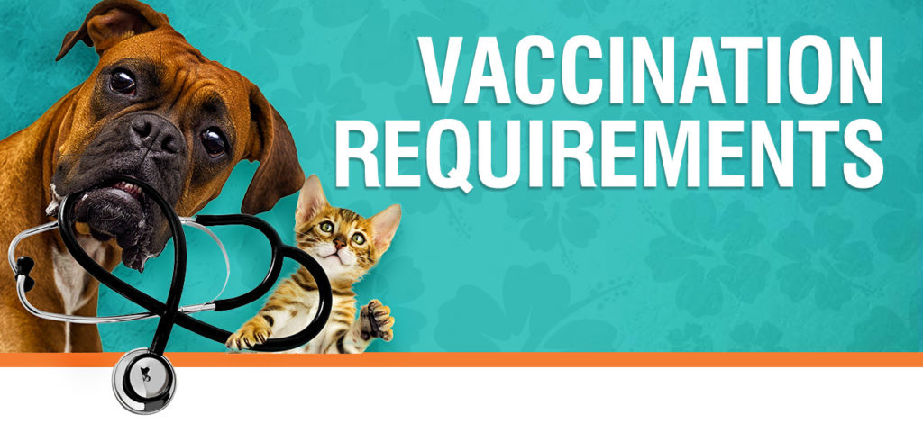 Do Kennels Accept Self-Vaccinated Dogs? Understanding Vaccination Rules for Boarding
