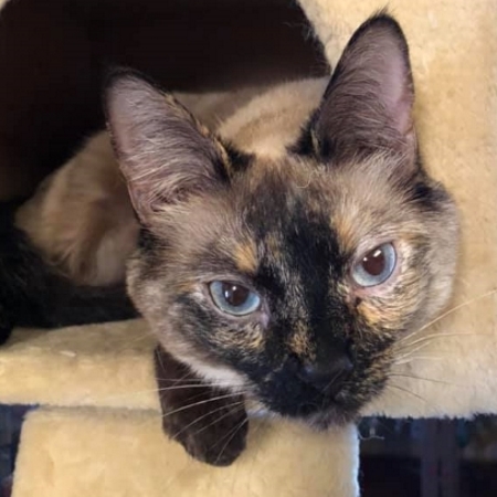 siamese tortoiseshell cat