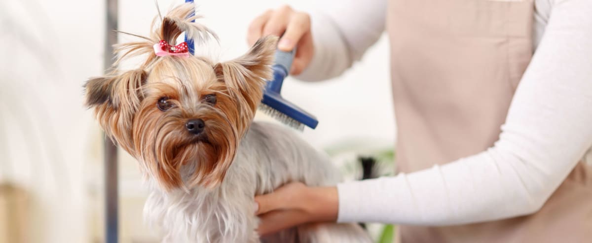 Affordable Loving Care Pet Grooming in Hampton, VA