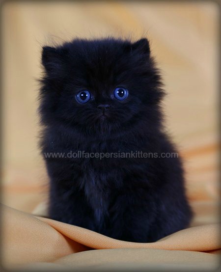 Adorable Black Persian Cats for Sale – Affordable and Healthy Kittens