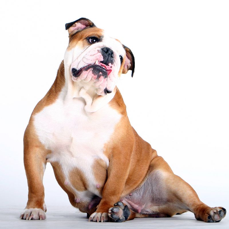 Understanding Bulldog Underbite: What It Is and How to Manage It