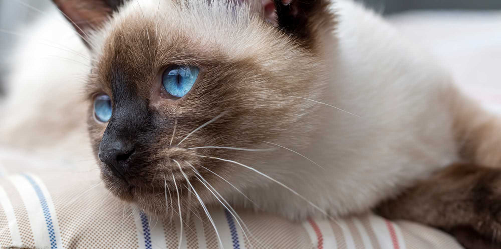 Why Tortoiseshell Siamese Cats Are the Perfect Exotic Companion