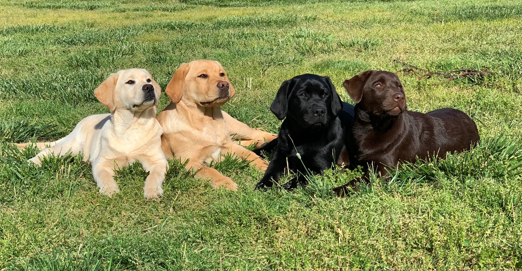 Long Hair Labrador Retriever: What You Need to Know About This Rare Variant