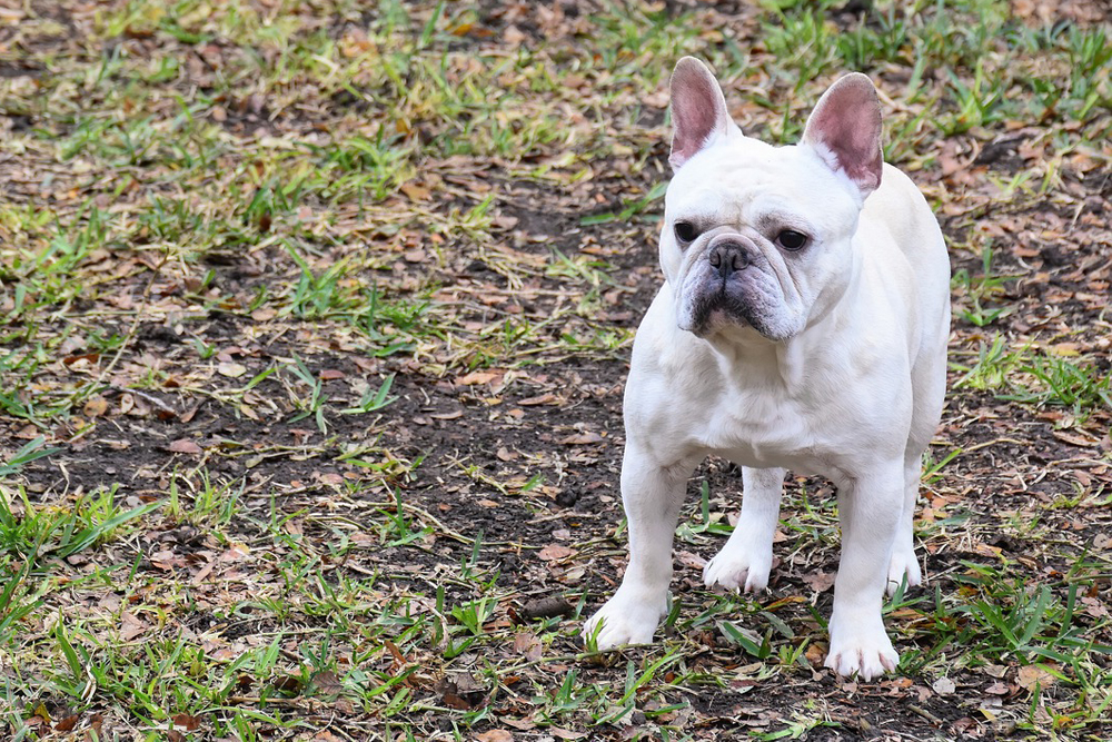 How to Treat French Bulldog Diarrhea: Causes and Solutions