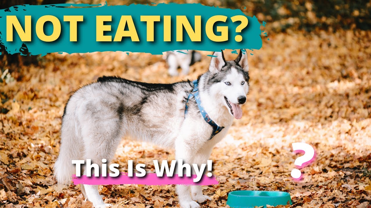 Why Is My Siberian Husky Not Eating? Common Causes and Solutions