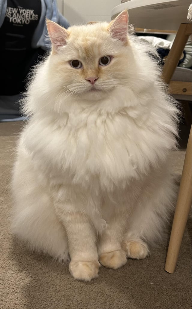 Is a Ragdoll Flame Point Cat Right for You? Find Out Now