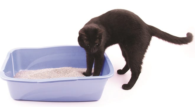 Choosing the Perfect Outside Cat Litter Box: Top Options for Your Feline