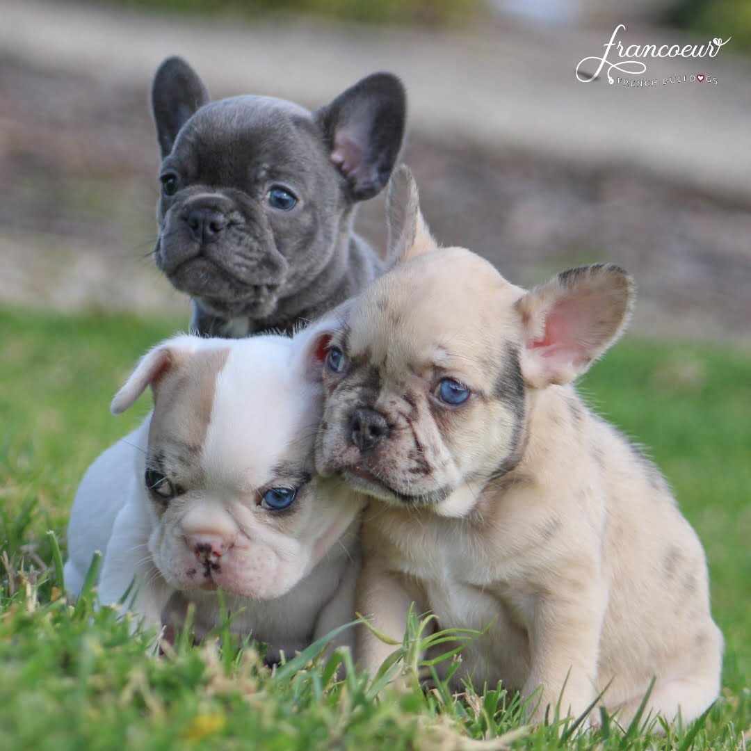 French Bulldog Price Guide: Cost & Factors in 2024
