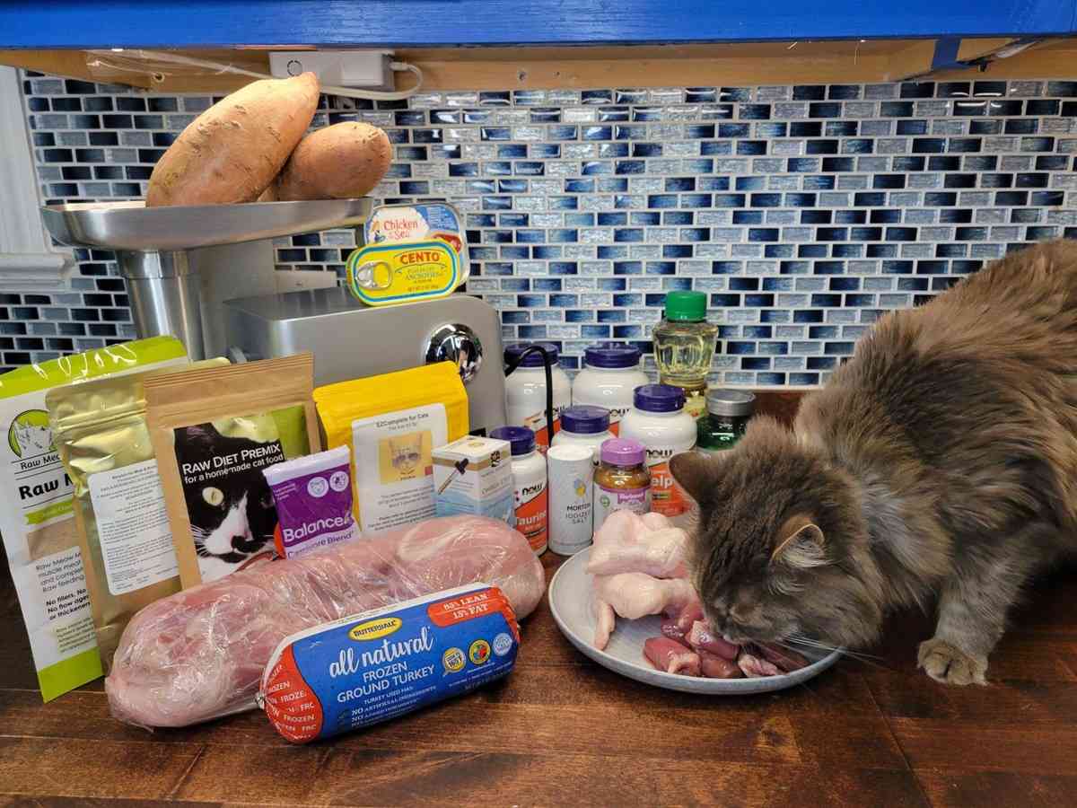 Gain Weight Fast: Best Homemade Cat Food Recipes & Guide