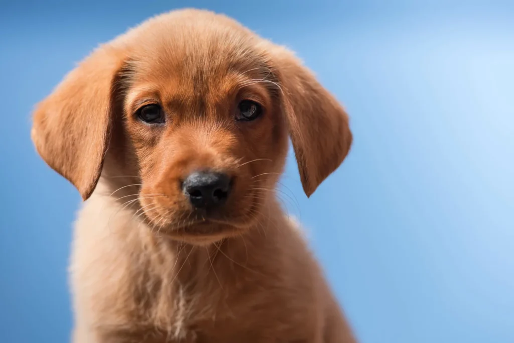 Red Fox Lab Puppies: Everything You Need to Know Before Adopting
