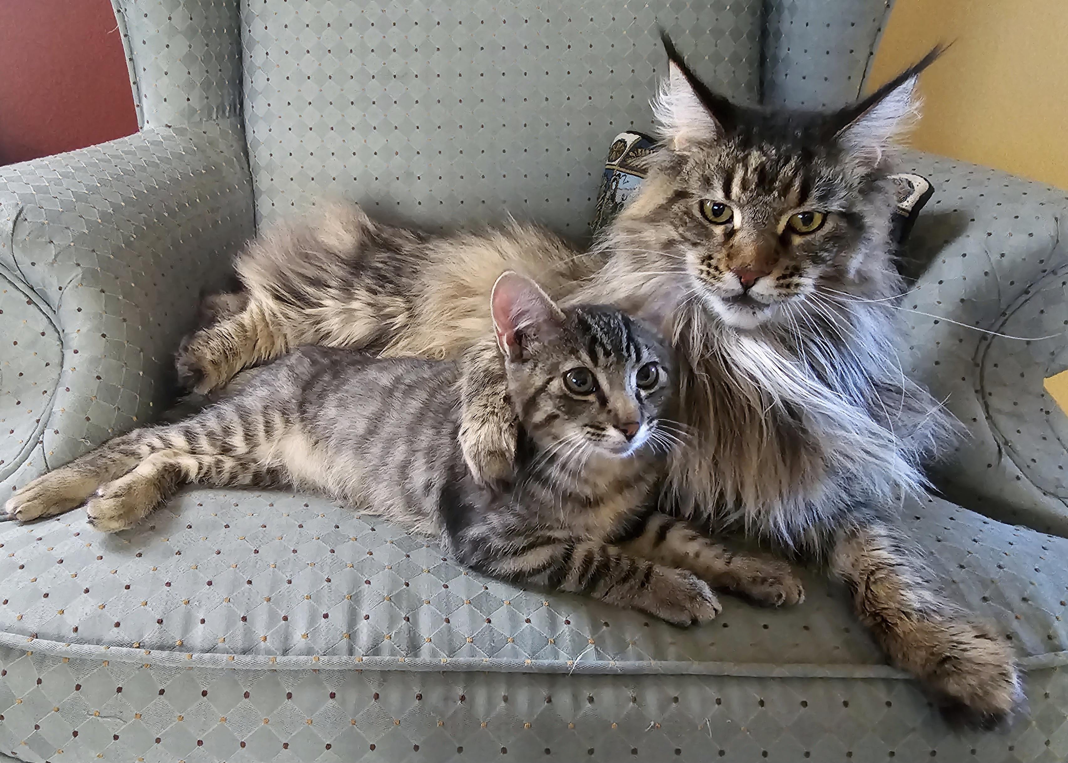 Maine Coon Personality: How They Interact with Other Cats