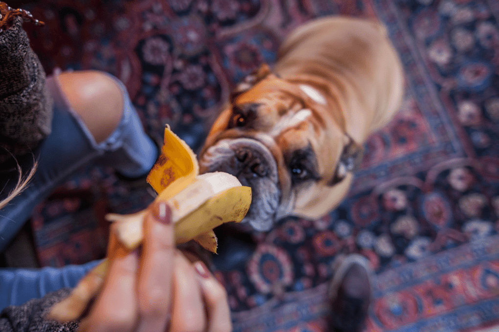 What's the Best Food for Your English Bulldog? Expert Recommendations