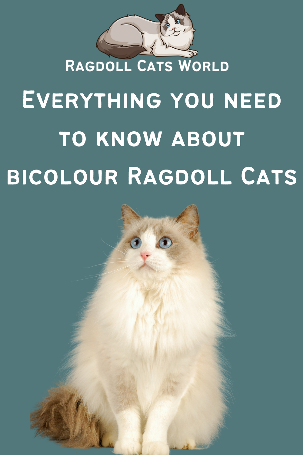 Everything You Need to Know About Bicolor Ragdoll Cats