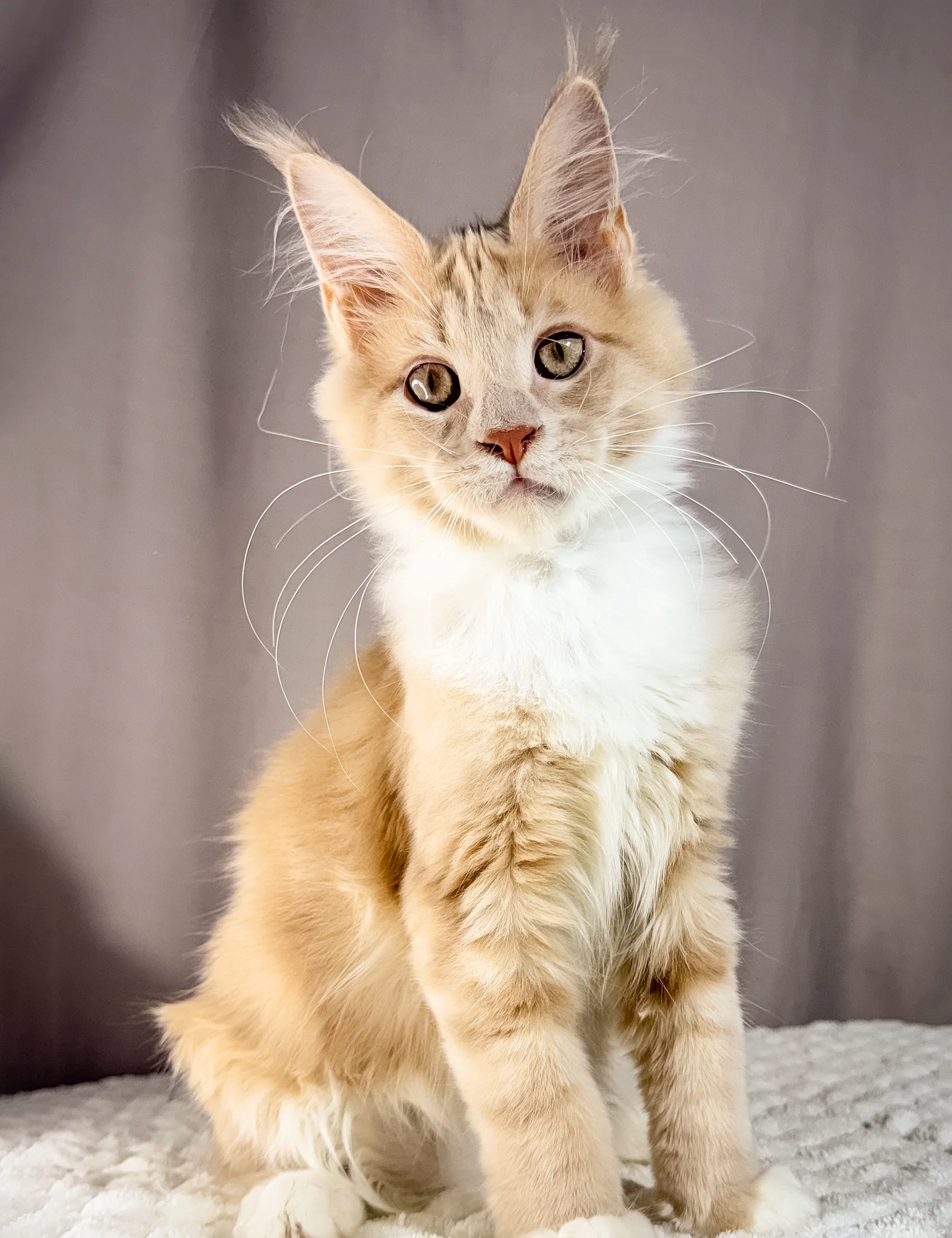 Maine Coon Cats for Sale in MD: Various Colors and Temperaments