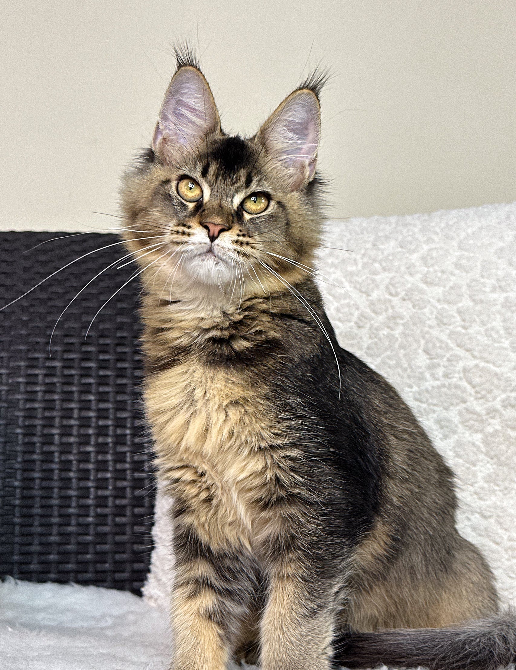 Discover Premier Maine Coon Catteries in NC for Healthy Kittens