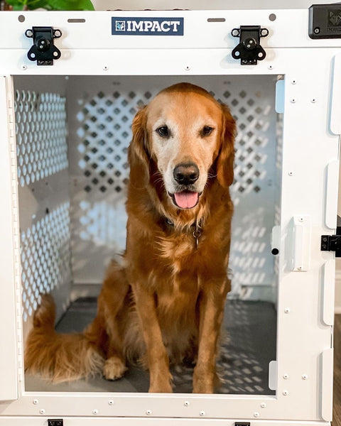 Expert Tips on What Size Kennel Fits a Golden Retriever Puppy