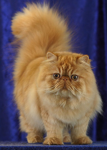 Everything You Need to Know About the Golden Persian Cat