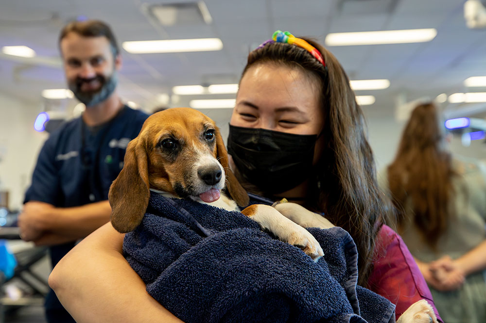 What Does a Kennel Assistant Do? Explore Job Duties and Skills Required