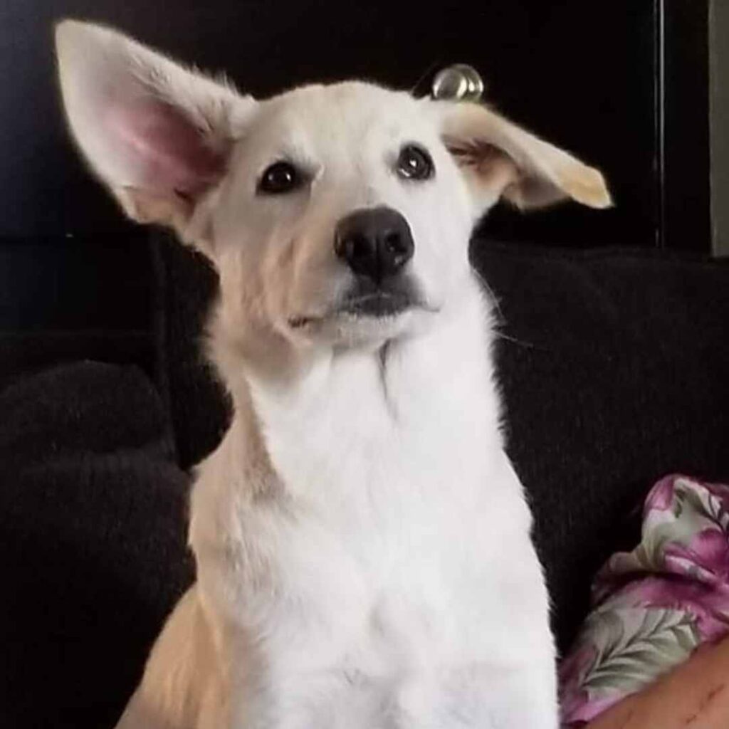 Discover the Loyal White German Shepherd Lab Mix: Sheprador Info