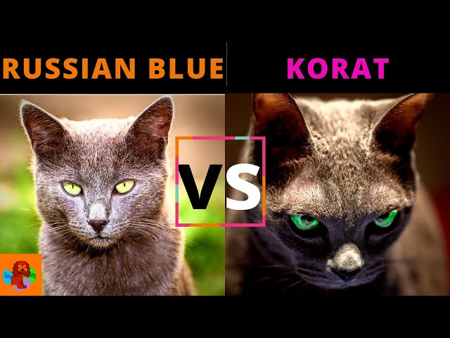 Comparing Korat Cats and Russian Blues: A Complete Guide