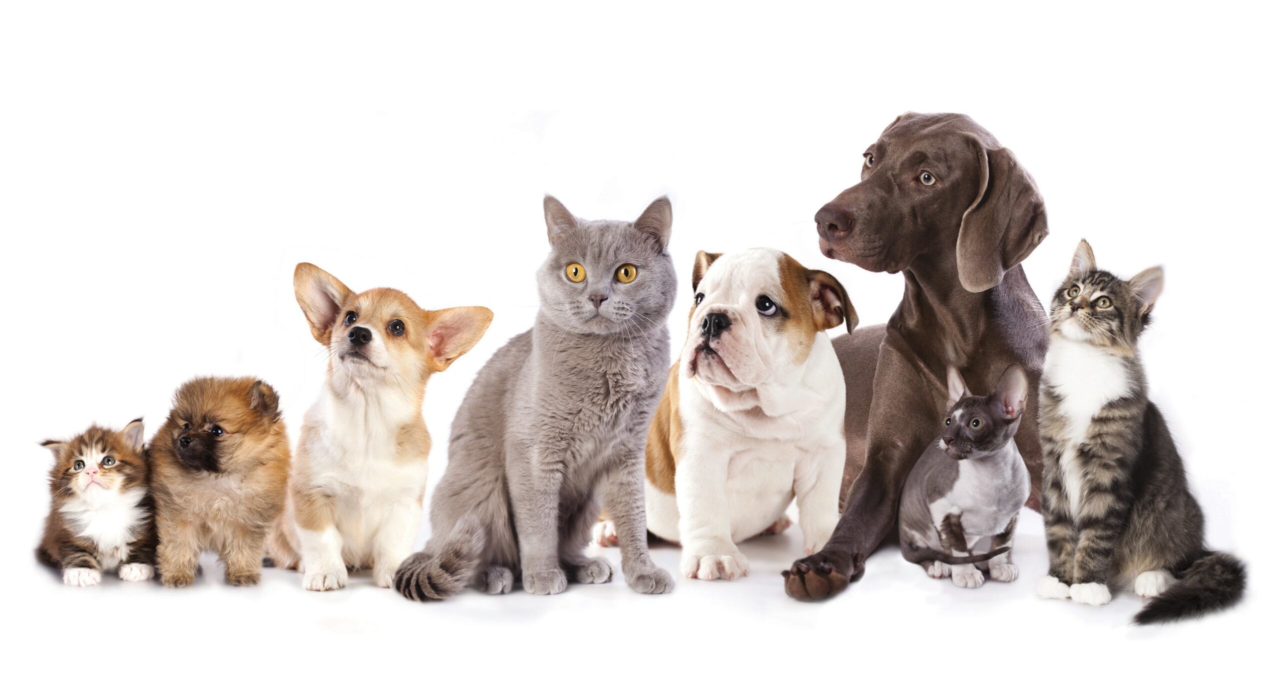 Is Canada Pet Care Legit? A Complete Review of Their Services and Reputation