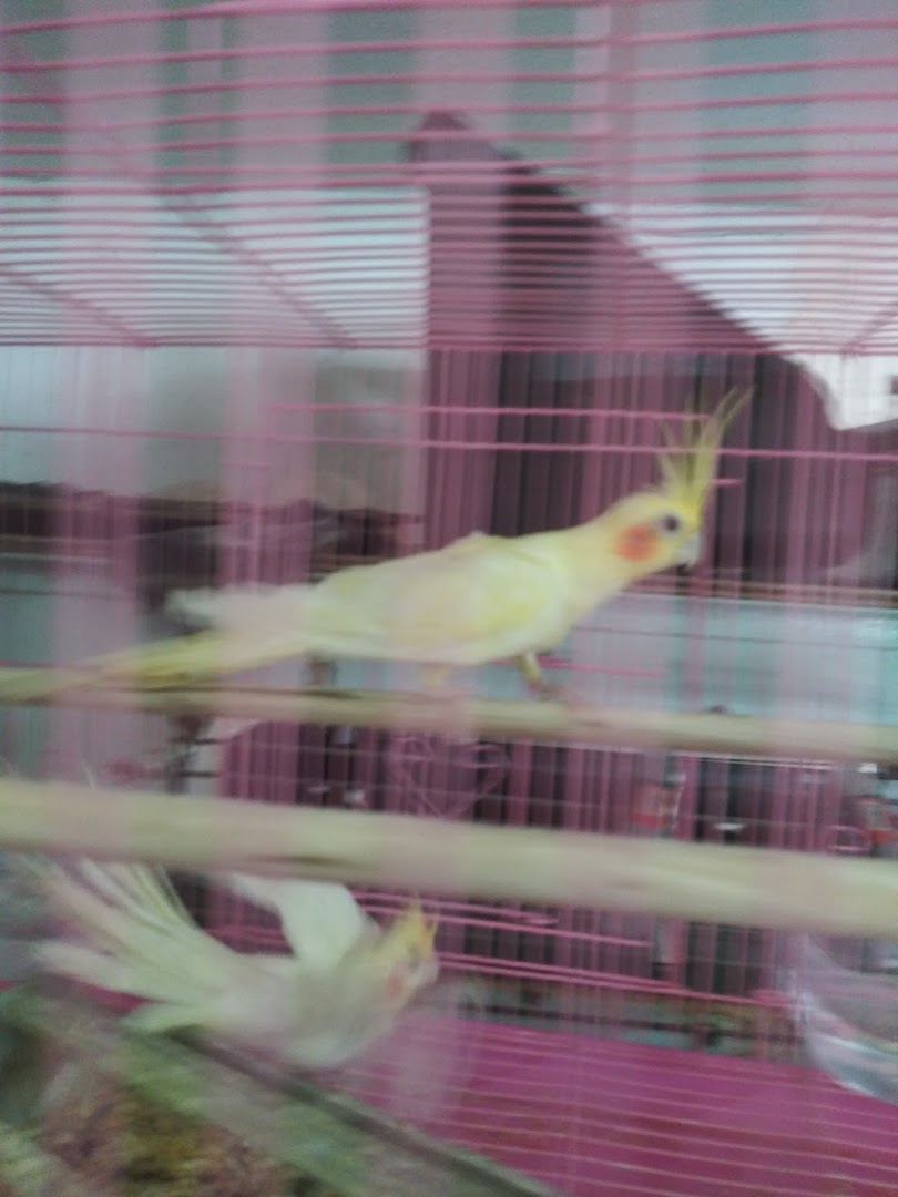Chutas Feed & Pet Supply in Bakersfield: Your Local Pet Store Solution