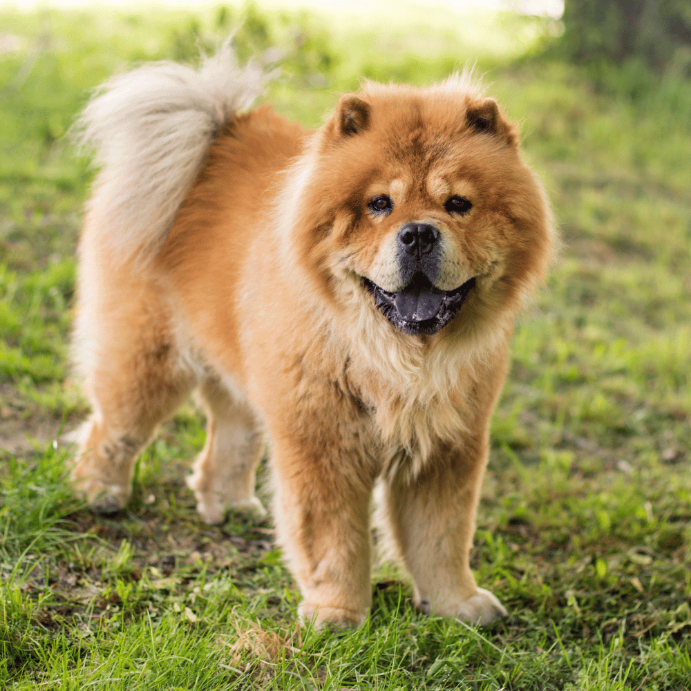 Find the Best Dog Food for Chow Chows: A Guide to Nutrition and Well-being