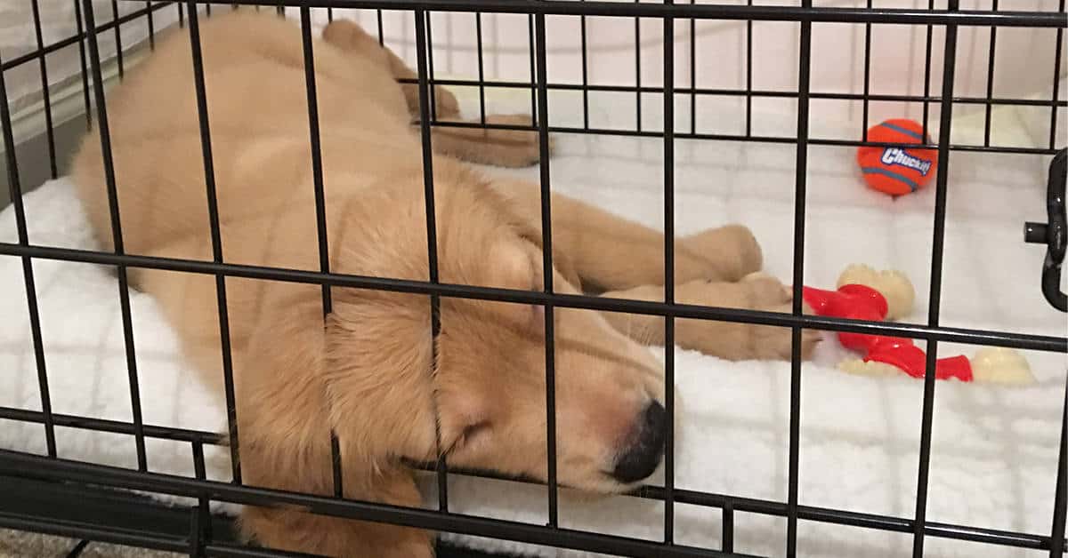 The Best Dog Crate Size for Your Golden Retriever: A Complete Guide