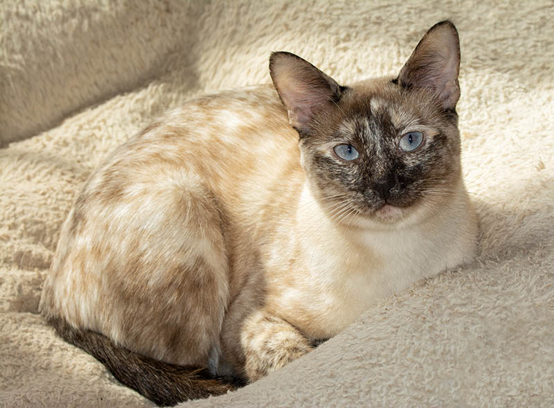 siamese tortoiseshell cat