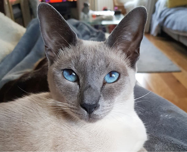 Wedge Head Siamese Cat: Characteristics and Unique Features Explained