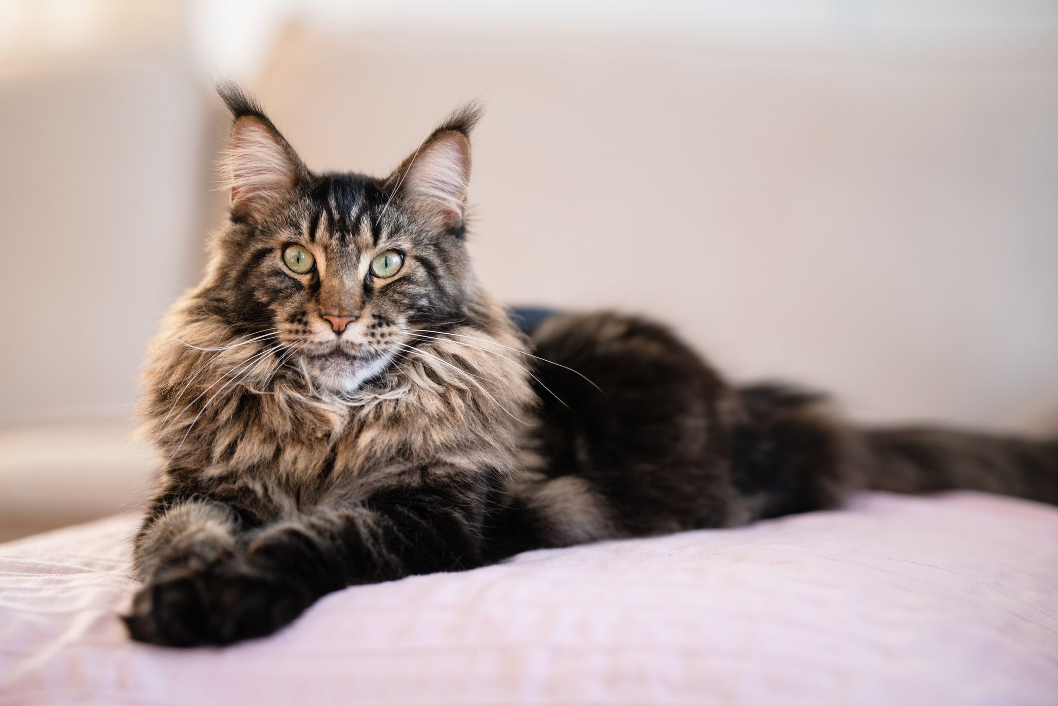 Brown Maine Coon Cats: History, Characteristics, and Why Theyre So Desirable