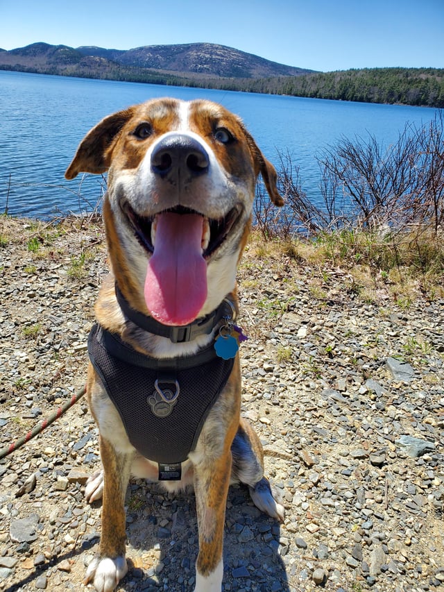 Siberian Husky and Mountain Cur Mix: A Perfect Combination of Strength and Loyalty