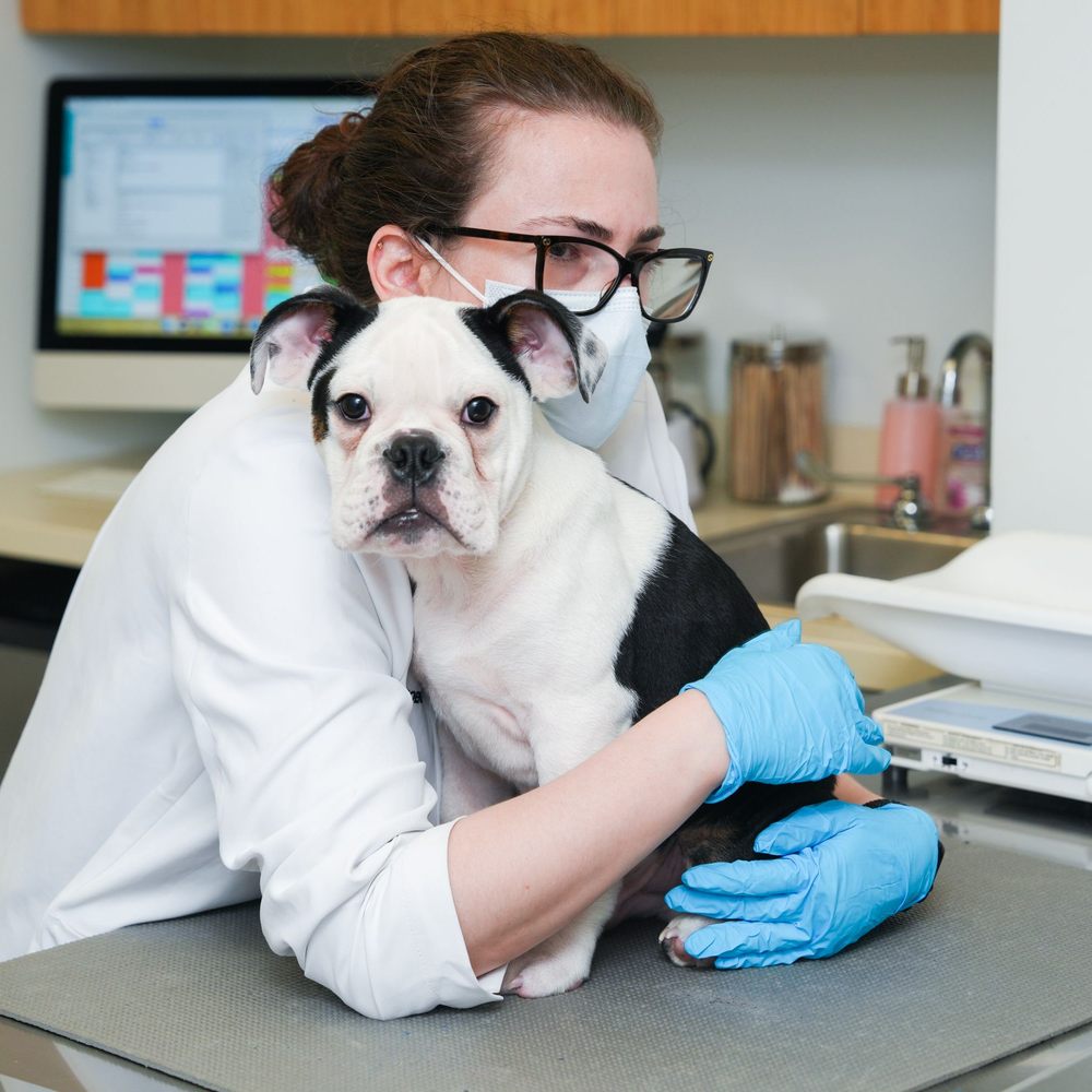 Affordable Pet Teeth Cleaning Near Me: Best Options for Your Pet