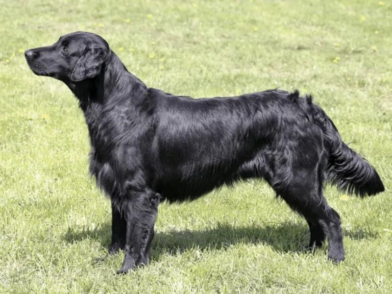 Is the Black Golden Retriever Real? Exploring the Truth Behind the Black Coat
