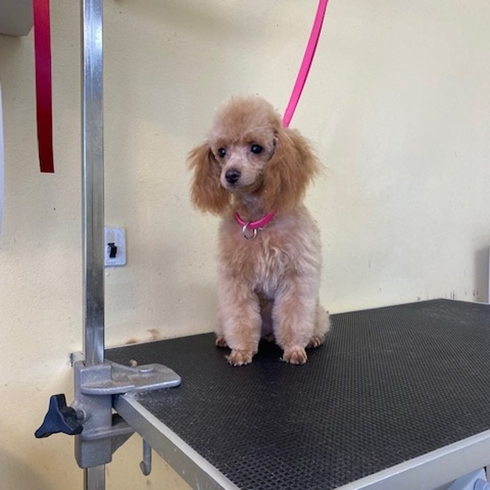 Affordable Loving Care Pet Grooming in Hampton, VA