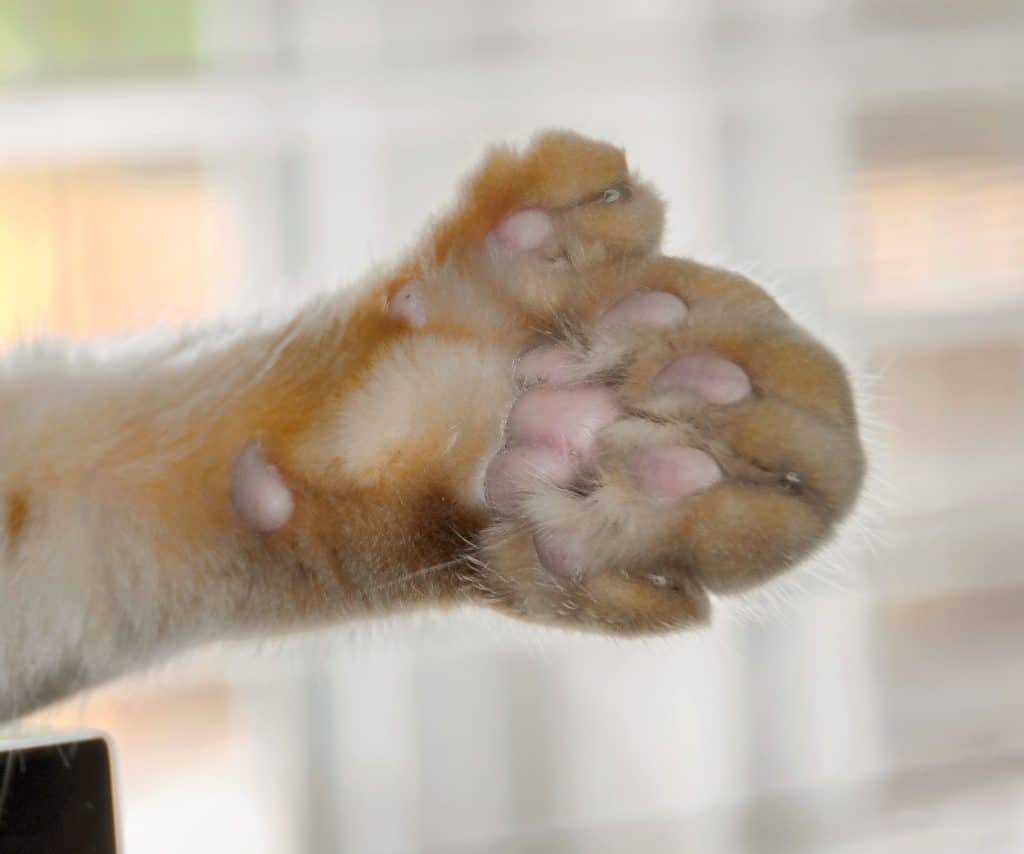 Maine Coon Cats and Their Toes: How Many Do They Really Have?