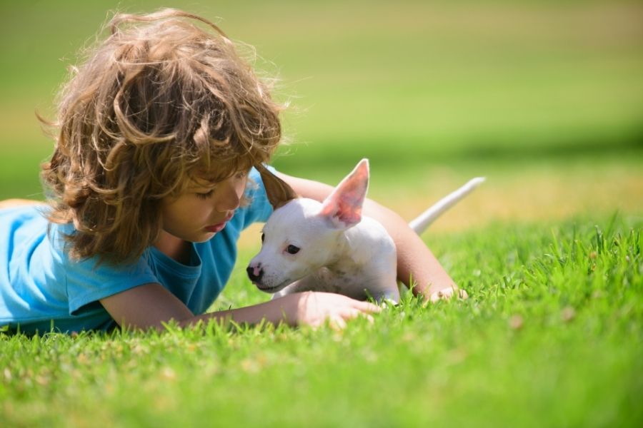 Weed and Feed: Are These Lawn Care Products Harmful to Pets?