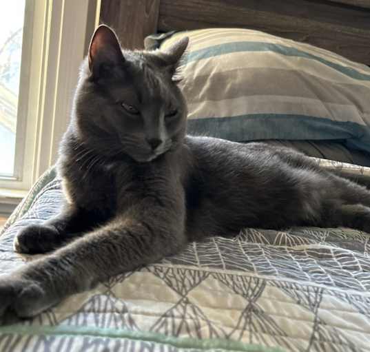 Looking for a Russian Blue Cat in Rochester, NY? Adopt Today!