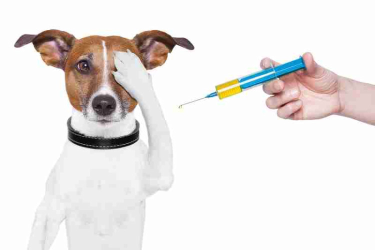 Do Kennels Accept Self-Vaccinated Dogs? Understanding Vaccination Rules for Boarding