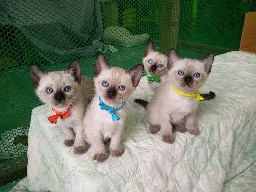 Where to Find Siamese Cats Near Me for Sale – Top Listings and Breeders