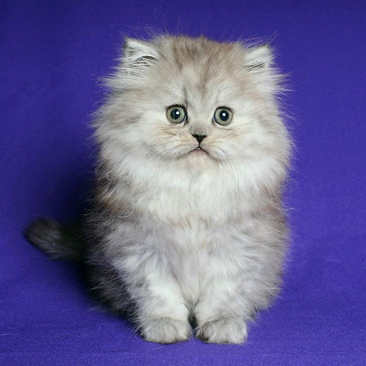 Persian Cats for Sale: Find Your Perfect Persian Kitten Today