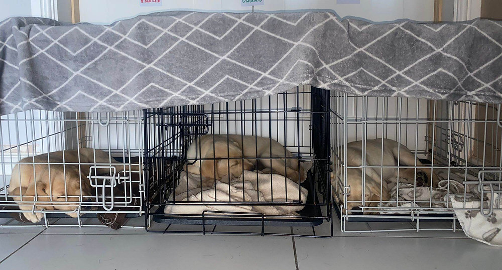 What Size Crate for a Bulldog? A Simple Guide for Owners