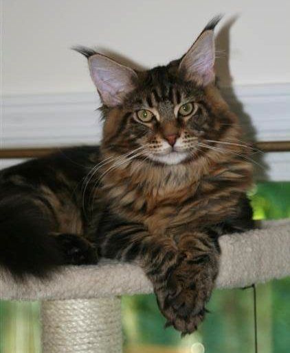 Discover Premier Maine Coon Catteries in NC for Healthy Kittens