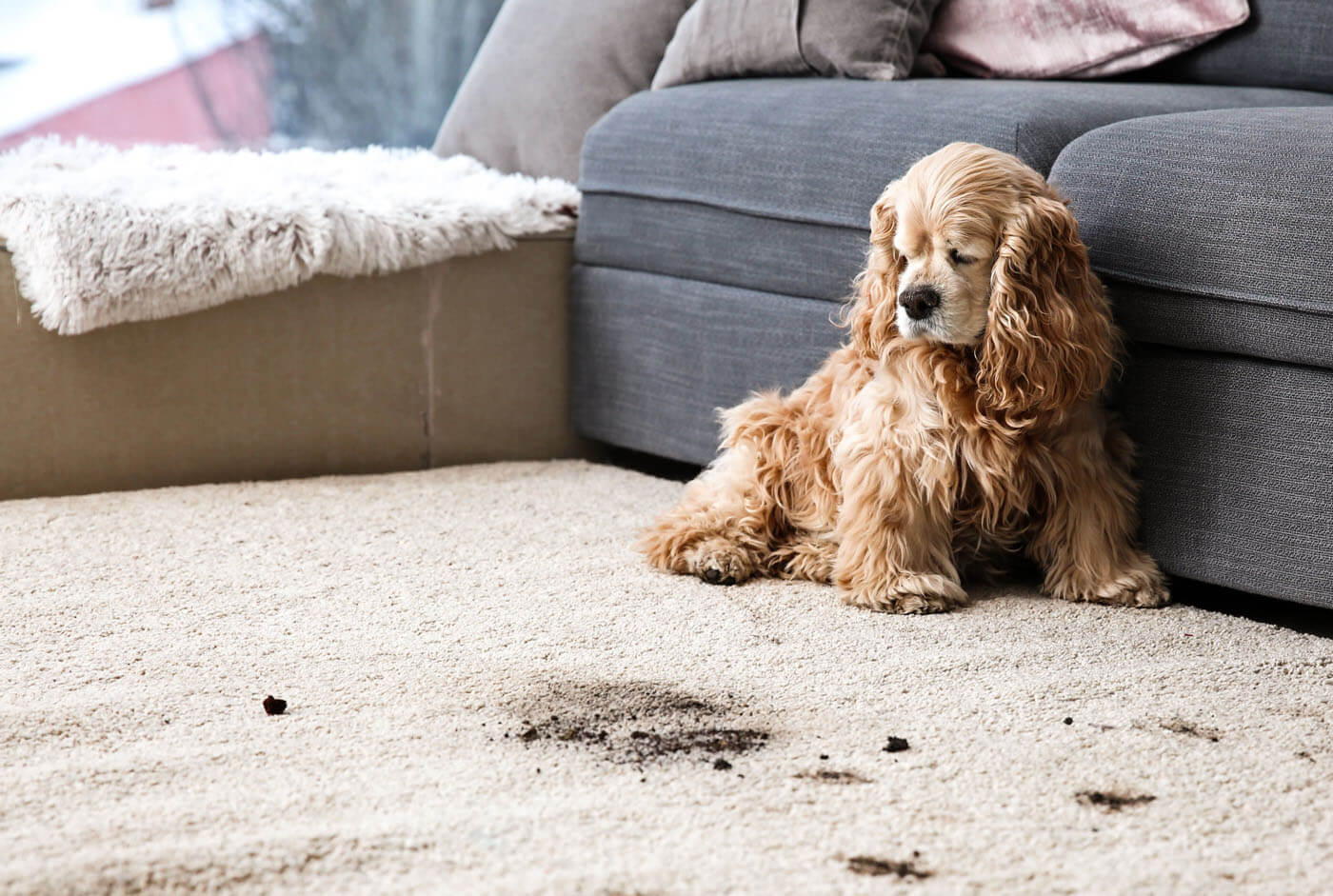 Professional Carpet Cleaning Services for Pet Urine Removal